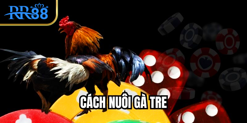 Cách Nuôi Gà Tre Để Chiến Kê Cùng Phát Triển Đồng Đều