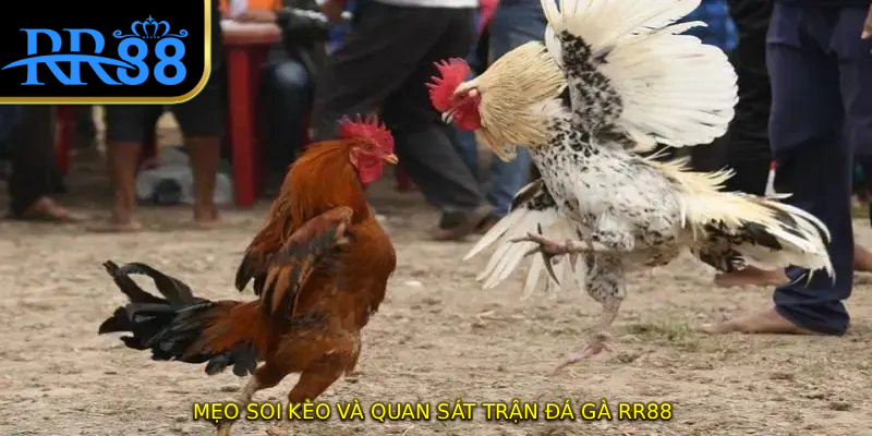 Mẹo soi kèo và quan sát trận đá gà RR88
