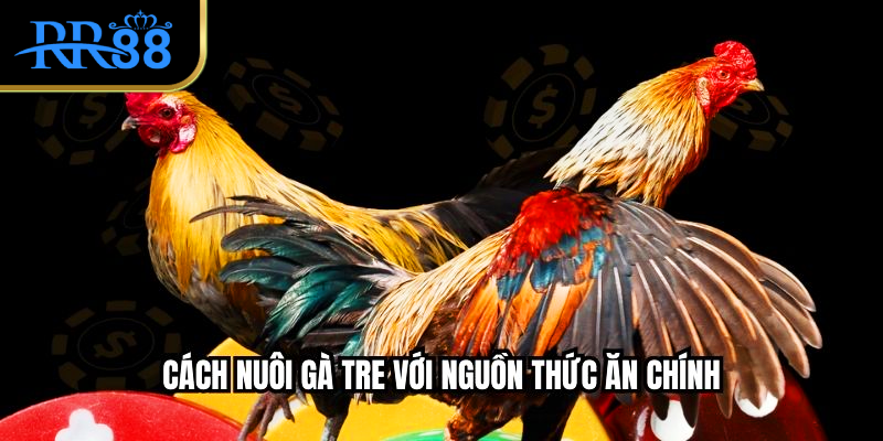 Cách nuôi gà tre với nguồn thức ăn chính