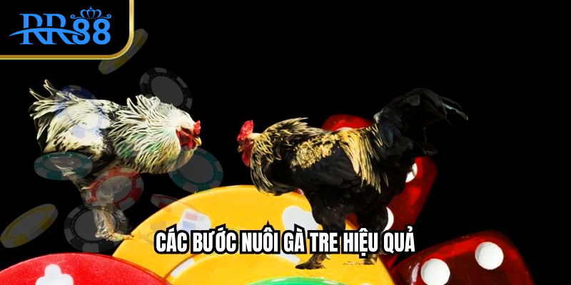 Các bước nuôi gà tre hiệu quả