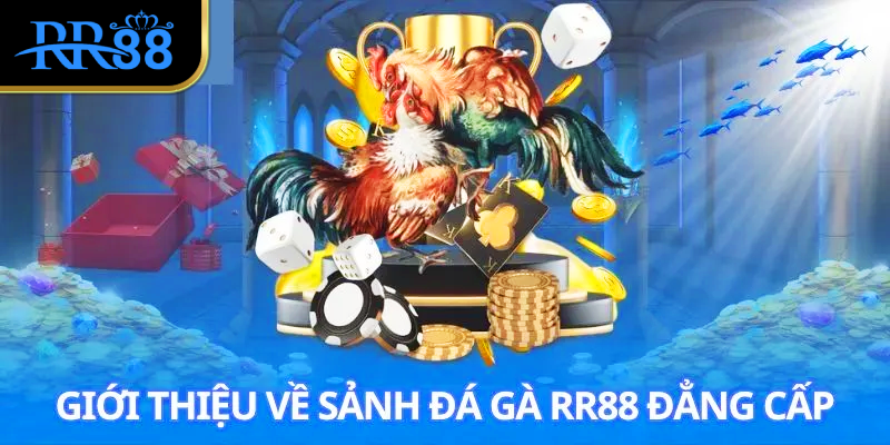 Giới thiệu về sảnh đá gà RR88 đẳng cấp